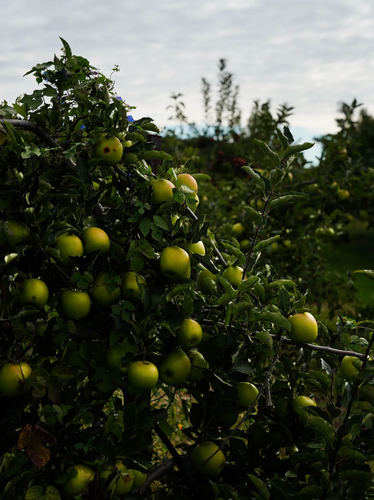 From The Coast Cider