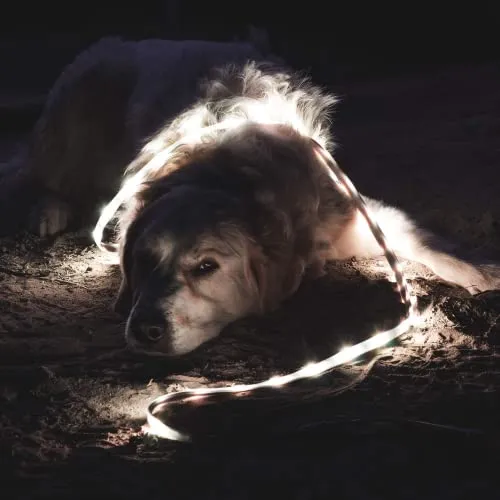 Power Practical Luminoodle Camping lighting with Battery, 5 feet
